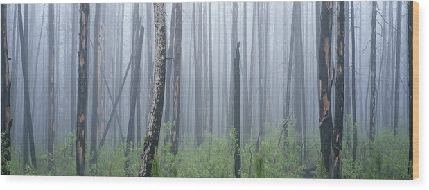 Reforestation Wood Print featuring the photograph Fire Damaged Forest And Understory by Art Wolfe