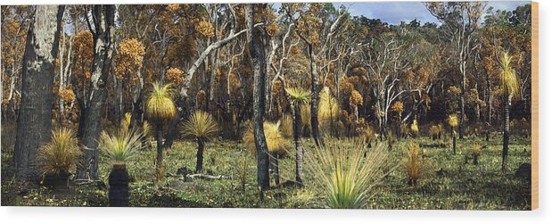 Australia Wood Print featuring the photograph Untitled #1 by Per-Andre Hoffmann