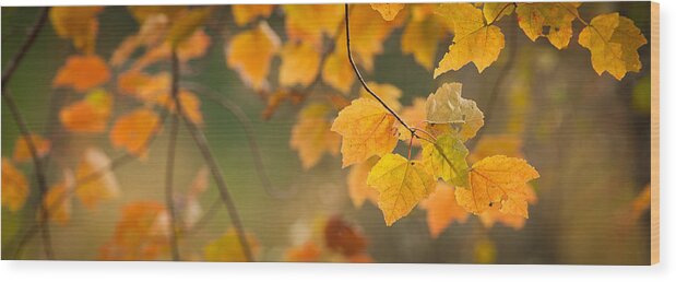 Autumn Wood Print featuring the photograph Golden Fall Leaves by Joye Ardyn Durham