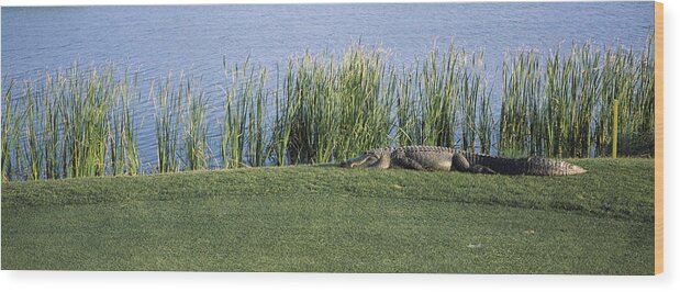 Photography Wood Print featuring the photograph Alligator Resting On A Golf Course by Animal Images