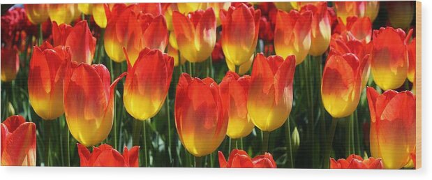 Flora Wood Print featuring the photograph Blazing Color by Bruce Bley