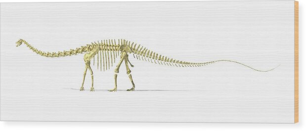 Jurassic Wood Print featuring the digital art Diplodocus Dinosaur Skeleton, Artwork by Leonello Calvetti