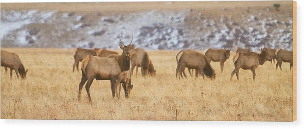 Elk Wood Print featuring the photograph Elk Herd Colorado Foothills Plains Panorama by James BO Insogna