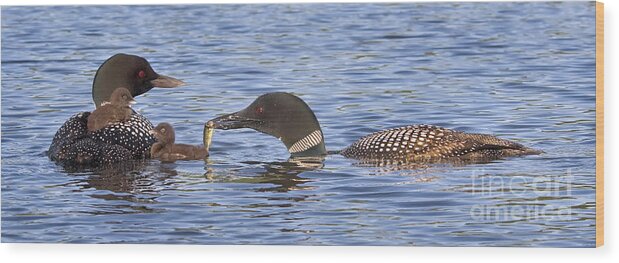 Birds Wood Print featuring the photograph Feeding Time for Loon Chicks by Jim Block