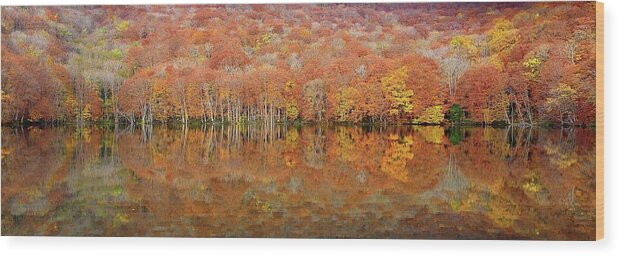 Landscape Wood Print featuring the photograph Glowing Autumn by Sho Shibata