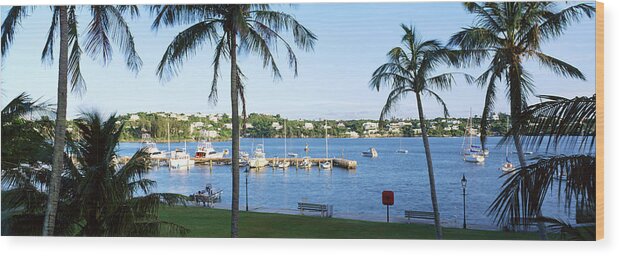 Photography Wood Print featuring the photograph Palm Trees On The Coast, Barrs Bay by Panoramic Images