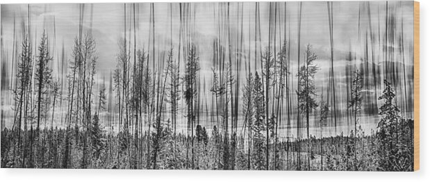 Forest Wood Print featuring the photograph The Edge Of The Clear-cut by Theresa Tahara