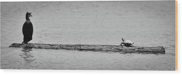 Turtle Wood Print featuring the photograph Cormorant and Turtle by Kevin Munro