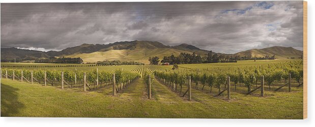 00479623 Wood Print featuring the photograph Vineyard Awatere Valley In Marlborough by Colin Monteath