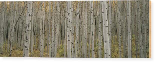 Aspen Tree Wood Print featuring the photograph Aspen Grove In Fall, Kebler Pass by Ron Watts