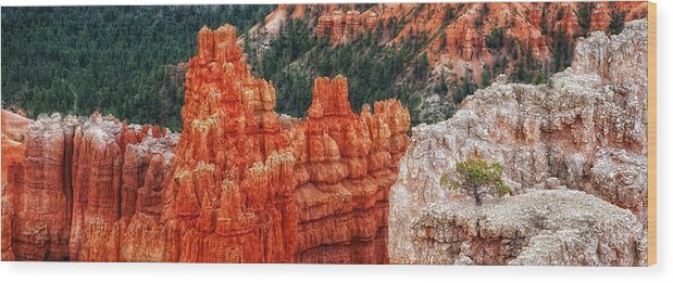 Bryce Canyon Scenic Wood Print featuring the photograph Bryce Canyon - Lone Tree by Bob Coates