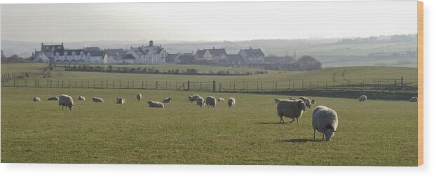 Farm Wood Print featuring the photograph Irish Sheep Farm I by Henri Irizarri