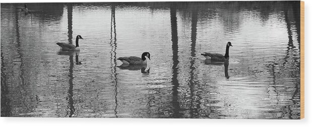 Water Wood Print featuring the photograph Geese at Evening Light #1 by Dan Farmer