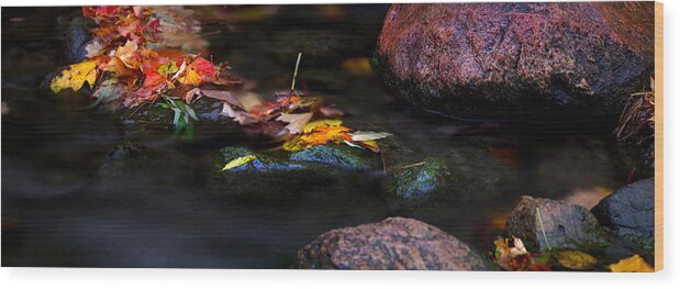 Landscape Wood Print featuring the photograph Maple leaves-0010 by Sean Shaw