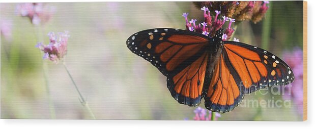 Nature Wood Print featuring the photograph Regal Monarch by Elaine Manley