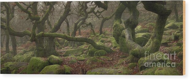 Ancient Wood Print featuring the photograph Ancient Oaks (quercus Robur) #1 by Simon Booth/science Photo Library