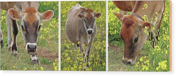 Jersey Cow Wood Print featuring the photograph Jersey Fields of Gold by Gill Billington