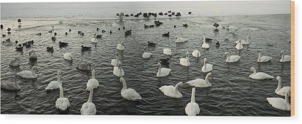 Northern Wood Print featuring the photograph Swan Lake by Robert Grac