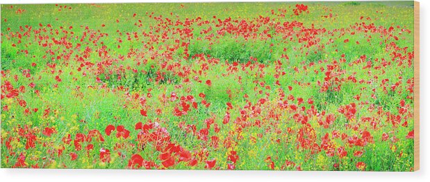 Scenics Wood Print featuring the photograph Wild Poppies, Pembrokeshire, Wales by Chris Ladd