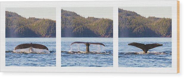 Whale Wood Print featuring the photograph Whale Tale Trio by Michael Rauwolf