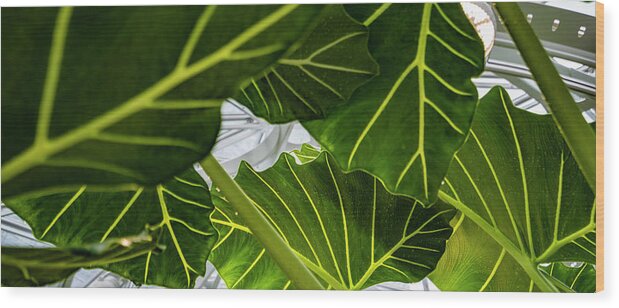 Architecture Wood Print featuring the photograph Tropical Leaves by Tommy Farnsworth
