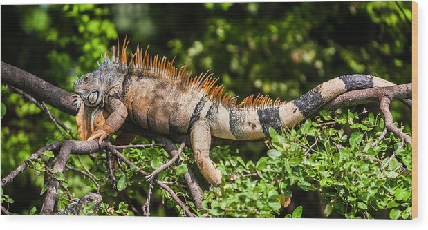 Iguanas Wood Print featuring the photograph Iguanas by Tommy Farnsworth