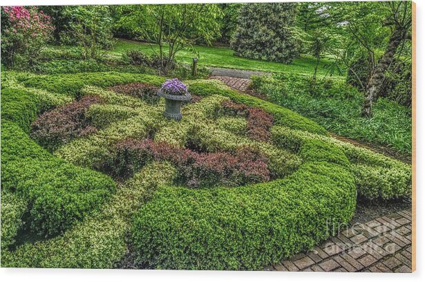 New Jersey Wood Print featuring the photograph Celtic Topiary at Frelinghuysen Arboretum by Christopher Lotito