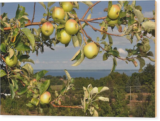 Scenic Lake Michigan Wood Print featuring the photograph Apples over Grand Traverse Bay by Diane Lent