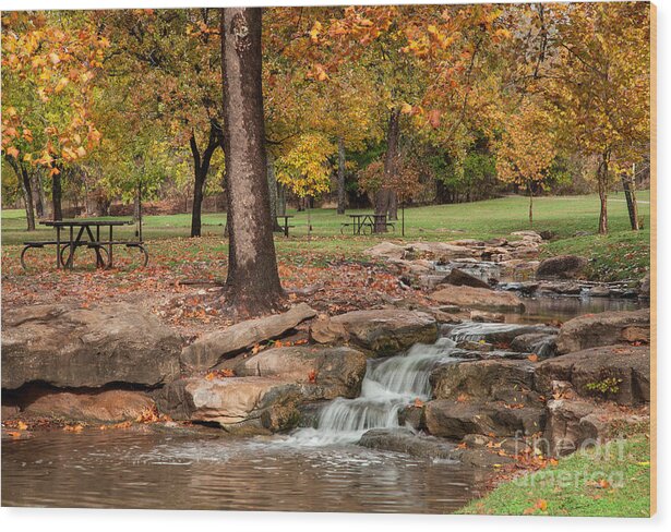 Oklahoma Wood Print featuring the photograph Flower Park in Autumn 2 by Iris Greenwell