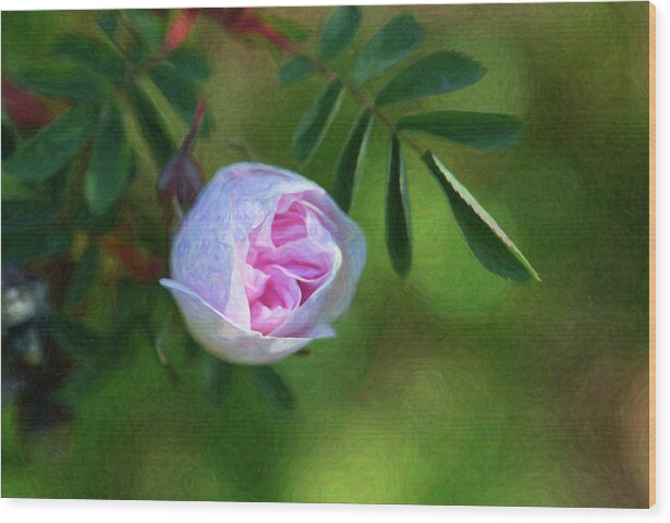 Romantic Encounter Wood Print featuring the digital art Pink Rose - Romantic Encounter - by Omaste Witkowski by Omaste Witkowski