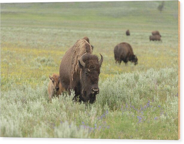 Buffalo Wood Print featuring the photograph 2018 Buffalo- 3 by Tara Krauss