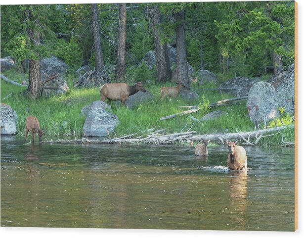Elk Wood Print featuring the photograph 2018 Elk- 1 by Tara Krauss