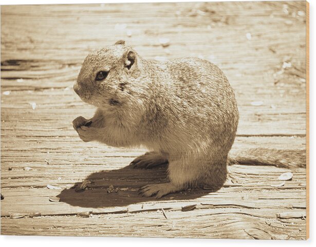 Colorado Wood Print featuring the photograph Ground Squirrel by Tara Krauss