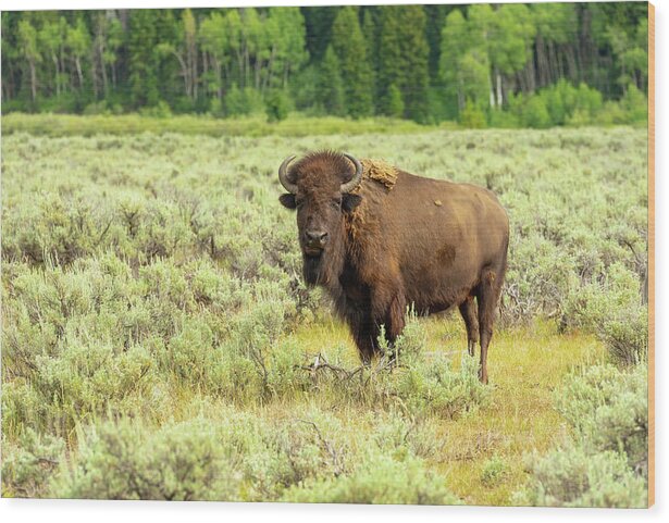 Buffalo Wood Print featuring the photograph Lone Teton Buffalo by Tara Krauss