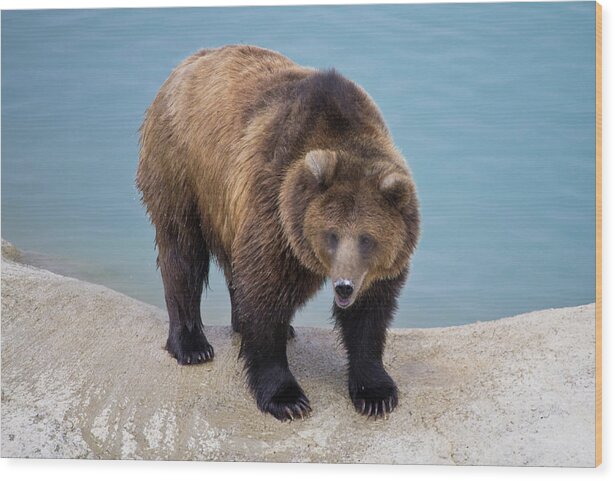 Colorado Wood Print featuring the photograph Pool-side Grizzly by Tara Krauss