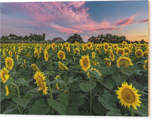 Bees Wood Print featuring the photograph Sunflowers at Sunset by Don Hoekwater Photography