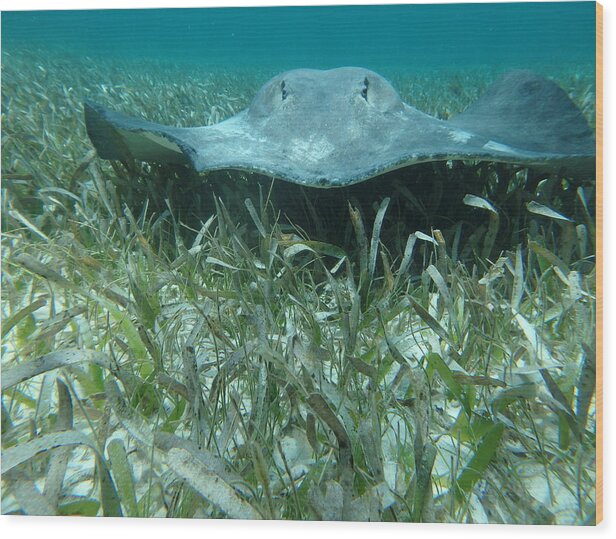 Sting Ray Wood Print featuring the photograph Belize Sting Ray by Dan Podsobinski