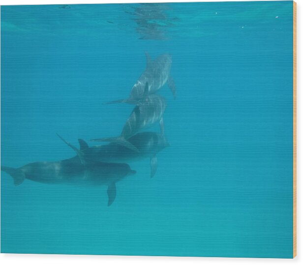 Dolphins Wood Print featuring the photograph Bimini Dolphin Pod by Dan Podsobinski