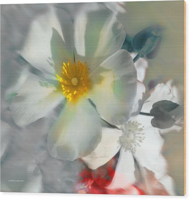 Floral Photographers Wood Print featuring the photograph Sin Pudor by Alfonso Garcia