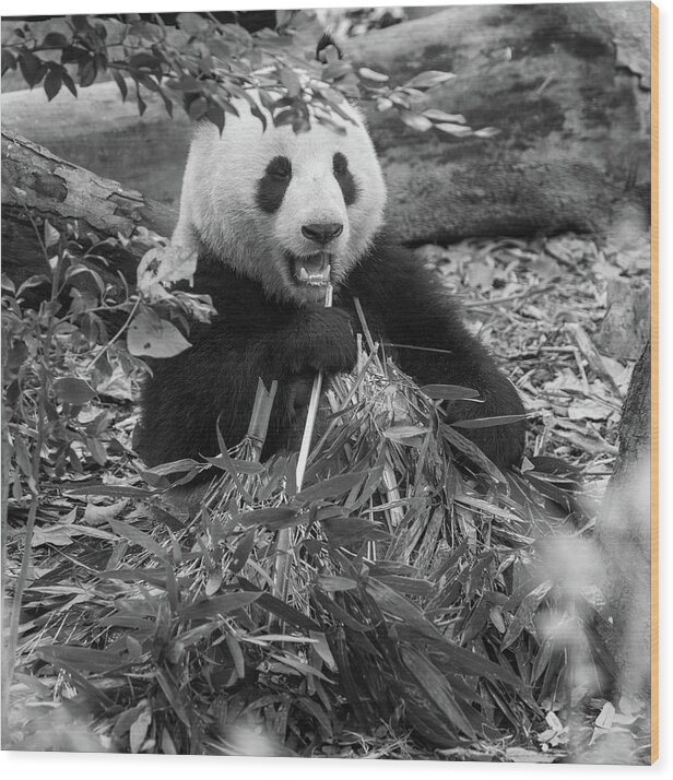 Panda Wood Print featuring the photograph Bon Appetite by Erika Valkovicova