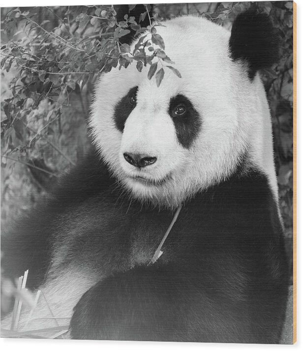 Panda Wood Print featuring the photograph Giant Panda by Erika Valkovicova
