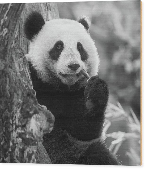 Panda Wood Print featuring the photograph Just chilling by Erika Valkovicova