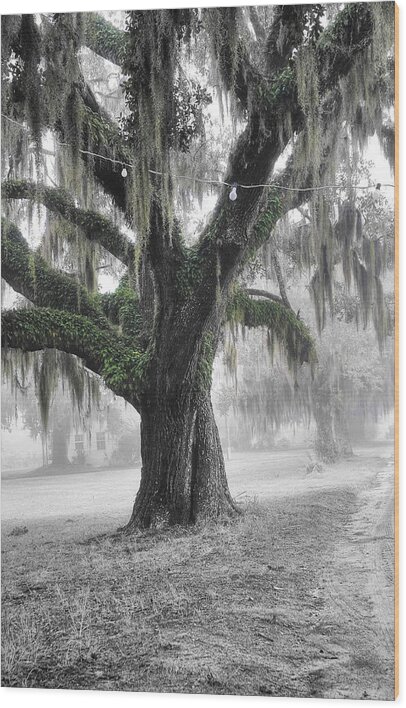 Live Oak Wood Print featuring the photograph Lowcountry Live Oak by Scott Hansen