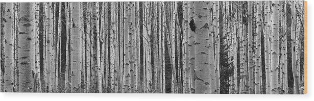 Photography Wood Print featuring the photograph Black And White Of Aspen Trees by Panoramic Images