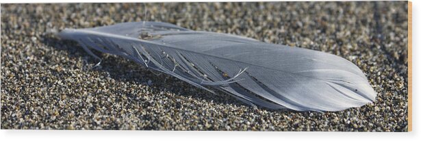 Feather Wood Print featuring the photograph Feather and Sand by Josh Bryant