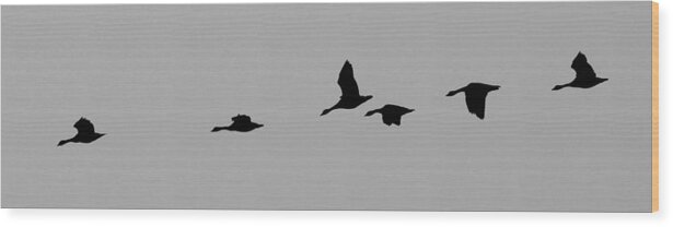 Geese Wood Print featuring the photograph Fly Away by Jackson Pearson