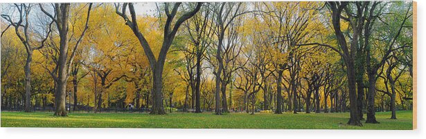 Trees Wood Print featuring the photograph Trees in Central Park by Yue Wang