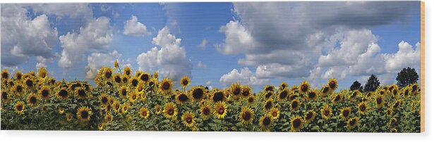 Sunfolwer Wood Print featuring the photograph A Field of Gold by Richard Ortolano