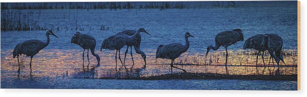 Animals Wood Print featuring the photograph Sandhill Cranes at Twilight by Bruce Bonnett