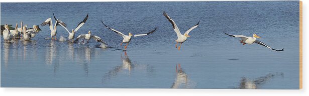 Taking Off Wood Print featuring the photograph American White Pelican Taking Flight by Don Mccullough